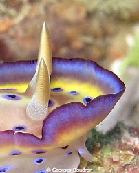 nudi by Georges Boudron 